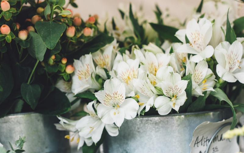 Альстромерия – цветы долгостоящие в вазе