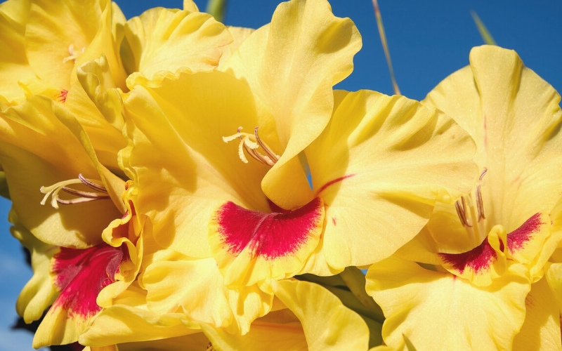 Гладиодус – цветок, который долго стоит в вазе