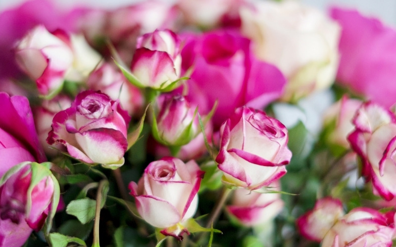 <К чему дарят розовые розы — на День матери