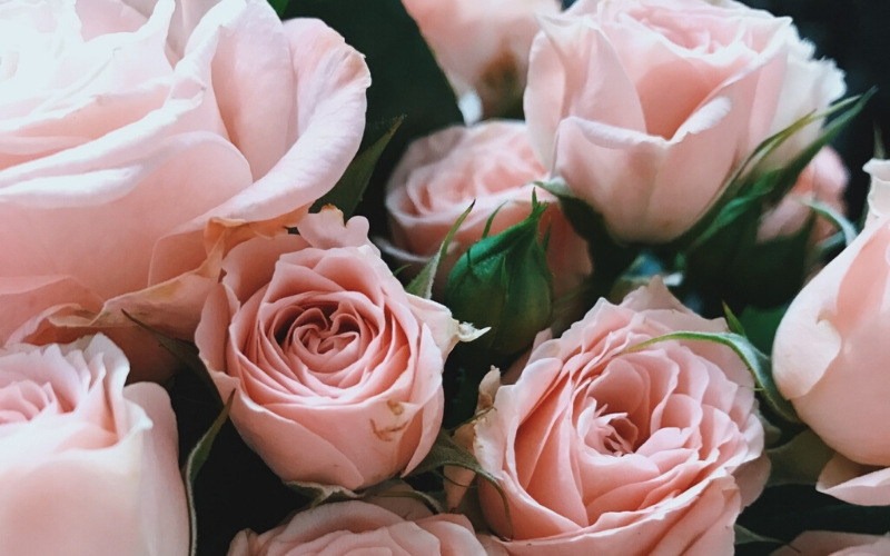 Розы – цветы, которые долго стоят в вазе