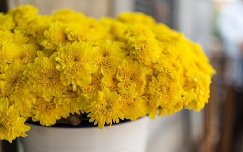 <Желтые хризантемы подарят радость — цветы для поднятия настроения