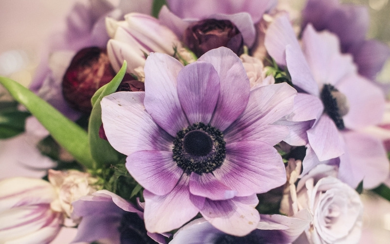 <Анемоны — цветы для поднятия настроения