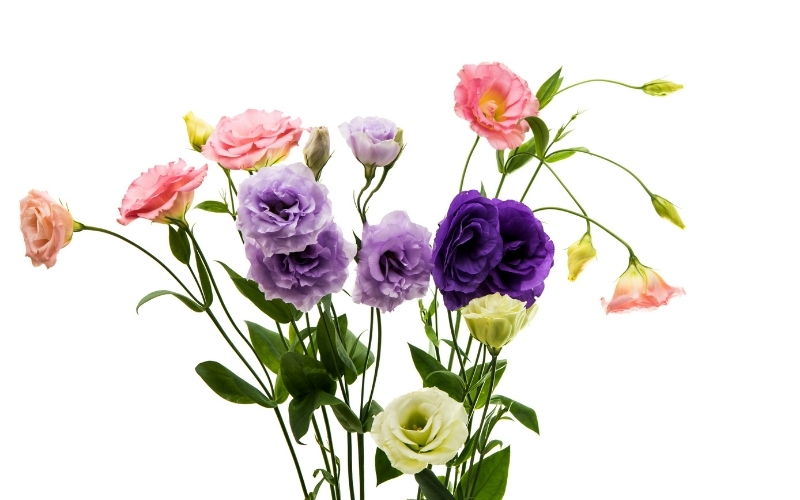 <Эустома — цветы для поднятия настроения