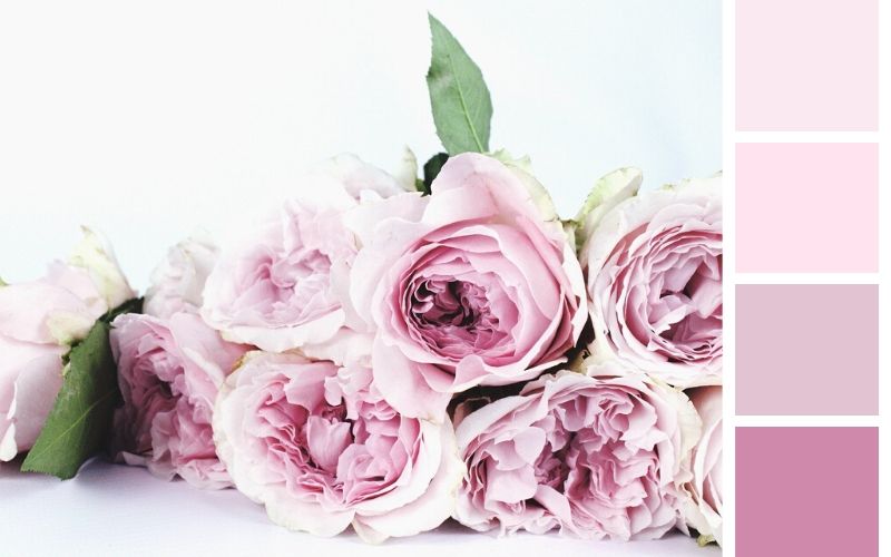 Розы пудрового цвета для свадьбы