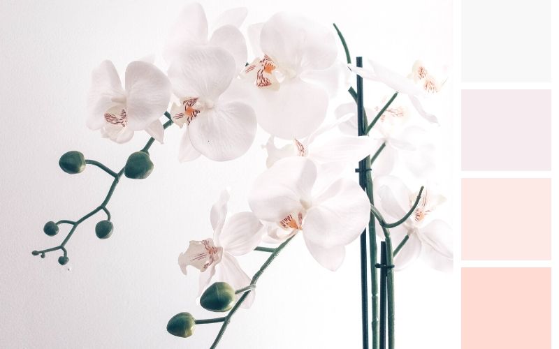 Цветы пудрового цвета – орхидея для свадьбы